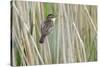 Sedge Warbler Greylake RSPB Reserve, Somerset Levels, England, UK, August-David Kjaer-Stretched Canvas