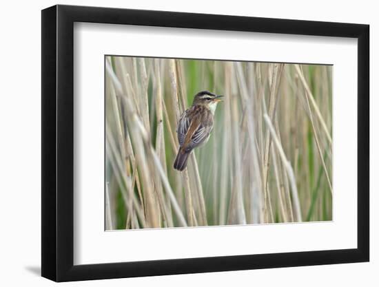 Sedge Warbler Greylake RSPB Reserve, Somerset Levels, England, UK, August-David Kjaer-Framed Photographic Print