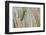 Sedge Warbler Greylake RSPB Reserve, Somerset Levels, England, UK, August-David Kjaer-Framed Photographic Print