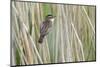 Sedge Warbler Greylake RSPB Reserve, Somerset Levels, England, UK, August-David Kjaer-Mounted Photographic Print