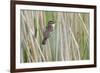 Sedge Warbler Greylake RSPB Reserve, Somerset Levels, England, UK, August-David Kjaer-Framed Photographic Print