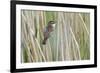 Sedge Warbler Greylake RSPB Reserve, Somerset Levels, England, UK, August-David Kjaer-Framed Photographic Print