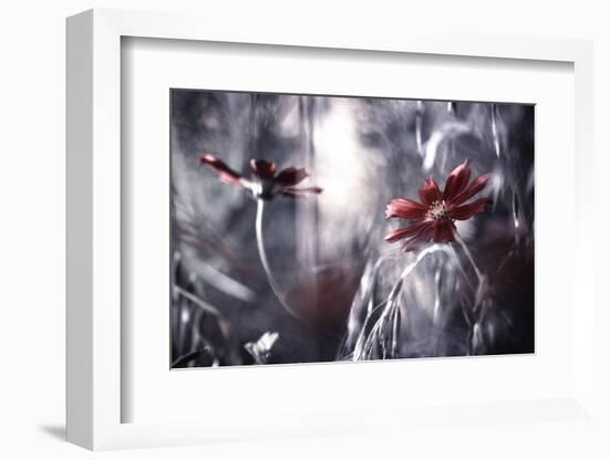 Seduction games-Fabien BRAVIN-Framed Photographic Print