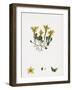 Sedum Acre Biting Stone-Crop-null-Framed Giclee Print