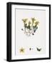 Sedum Acre Biting Stone-Crop-null-Framed Giclee Print