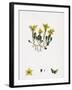 Sedum Acre Biting Stone-Crop-null-Framed Giclee Print