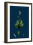 Sedum Dasyphyllum; Thick-Leaved Stone-Crop-null-Framed Giclee Print