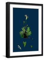 Sedum Dasyphyllum; Thick-Leaved Stone-Crop-null-Framed Giclee Print