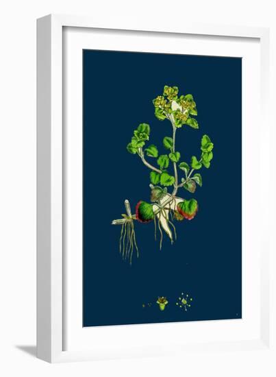 Sedum Fabaria; Narrow-Leaved Orpine-null-Framed Giclee Print