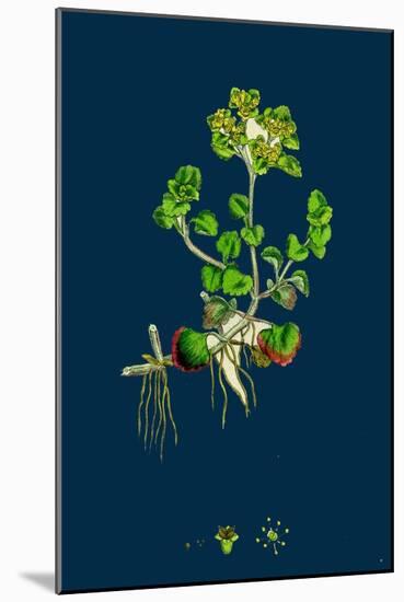 Sedum Fabaria; Narrow-Leaved Orpine-null-Mounted Giclee Print