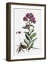 Sedum Purpurascens Broad-Leaved Orpine-null-Framed Giclee Print