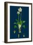 Sedum Rhodiola; Rose-Root-null-Framed Giclee Print