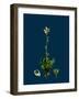 Sedum Villosum; Hairy Stone-Crop-null-Framed Giclee Print