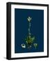 Sedum Villosum; Hairy Stone-Crop-null-Framed Giclee Print