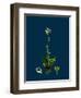 Sedum Villosum; Hairy Stone-Crop-null-Framed Premium Giclee Print