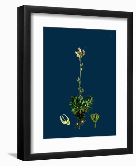 Sedum Villosum; Hairy Stone-Crop-null-Framed Giclee Print