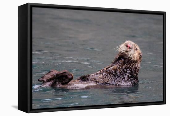 See-Otter in Alaska-Françoise Gaujour-Framed Stretched Canvas