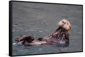 See-Otter in Alaska-Françoise Gaujour-Framed Stretched Canvas