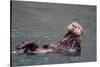 See-Otter in Alaska-Françoise Gaujour-Stretched Canvas