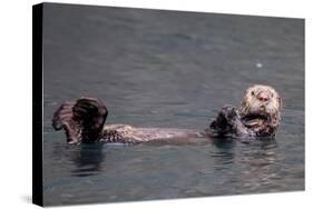 See-Otter in Alaska-Françoise Gaujour-Stretched Canvas