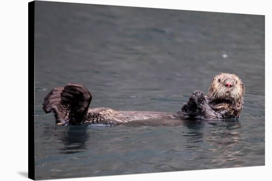 See-Otter in Alaska-Françoise Gaujour-Stretched Canvas