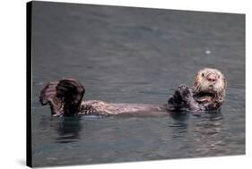 See-Otter in Alaska-Françoise Gaujour-Stretched Canvas