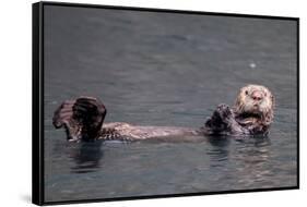 See-Otter in Alaska-Françoise Gaujour-Framed Stretched Canvas