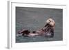 See-Otter in Alaska-Françoise Gaujour-Framed Photographic Print