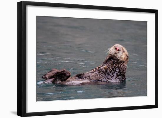 See-Otter in Alaska-Françoise Gaujour-Framed Photographic Print