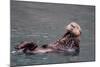 See-Otter in Alaska-Françoise Gaujour-Mounted Photographic Print