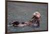 See-Otter in Alaska-Françoise Gaujour-Framed Photographic Print