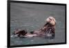 See-Otter in Alaska-Françoise Gaujour-Framed Photographic Print