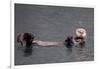 See-Otter in Alaska-Françoise Gaujour-Framed Photographic Print