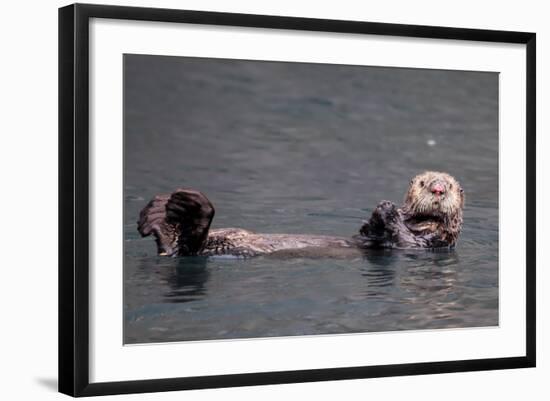 See-Otter in Alaska-Françoise Gaujour-Framed Photographic Print