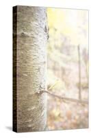 See the Bark 2-null-Stretched Canvas