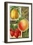 Seed Catalogues: Storrs and Harrison, Co. Painesville, OH, 1893-null-Framed Art Print