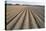Seed Furrows in Ploughed Field, German/Dutch Border Near Venlo, North Rhine-Westphalia, Germany-null-Stretched Canvas