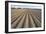 Seed Furrows in Ploughed Field, German/Dutch Border Near Venlo, North Rhine-Westphalia, Germany-null-Framed Photographic Print