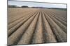 Seed Furrows in Ploughed Field, German/Dutch Border Near Venlo, North Rhine-Westphalia, Germany-null-Mounted Photographic Print