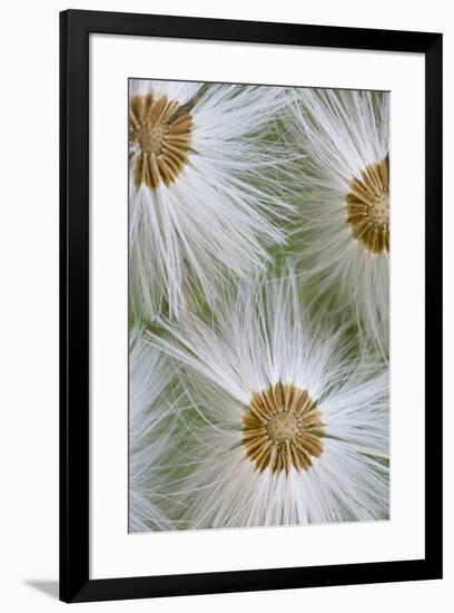 Seed heads, Hoh Rainforest, Olympic National Park, Washington State-Darrell Gulin-Framed Photographic Print