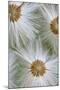 Seed heads, Hoh Rainforest, Olympic National Park, Washington State-Darrell Gulin-Mounted Photographic Print