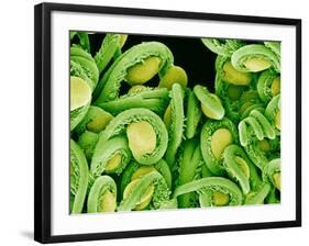 Seed Heads of an Epiphyllum Cactus-Micro Discovery-Framed Photographic Print