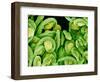 Seed Heads of an Epiphyllum Cactus-Micro Discovery-Framed Photographic Print
