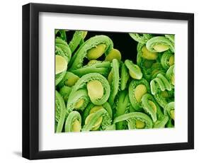 Seed Heads of an Epiphyllum Cactus-Micro Discovery-Framed Photographic Print