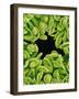 Seed Heads of Epiphyllum Cactus-Micro Discovery-Framed Photographic Print