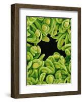 Seed Heads of Epiphyllum Cactus-Micro Discovery-Framed Photographic Print