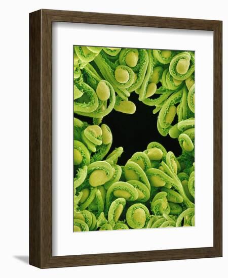 Seed Heads of Epiphyllum Cactus-Micro Discovery-Framed Photographic Print