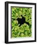 Seed Heads of Epiphyllum Cactus-Micro Discovery-Framed Photographic Print
