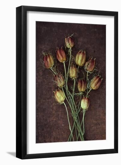 Seed Heads-Den Reader-Framed Photographic Print