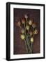 Seed Heads-Den Reader-Framed Photographic Print